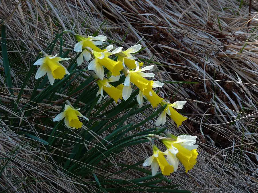 Narcissus Provincialis