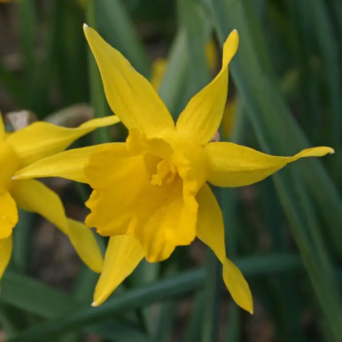 Narcissus Pumilus