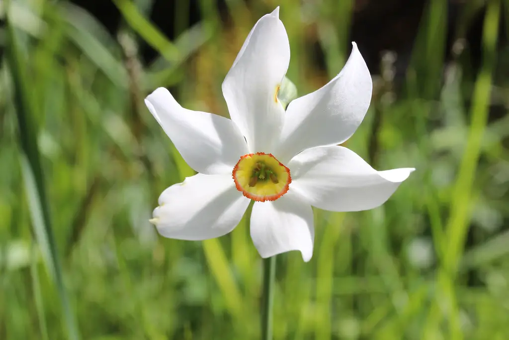 Narcissus Radiiflorus