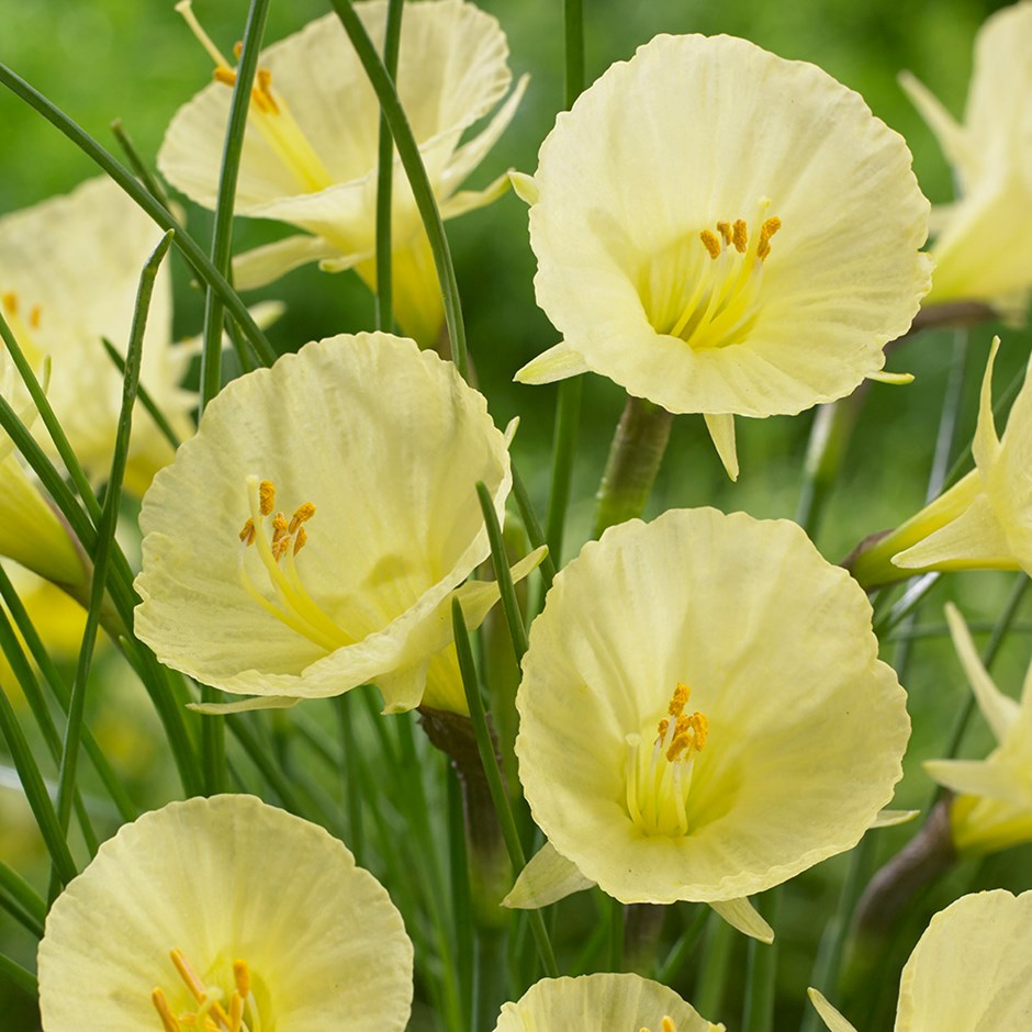 Narcissus Romieuxii