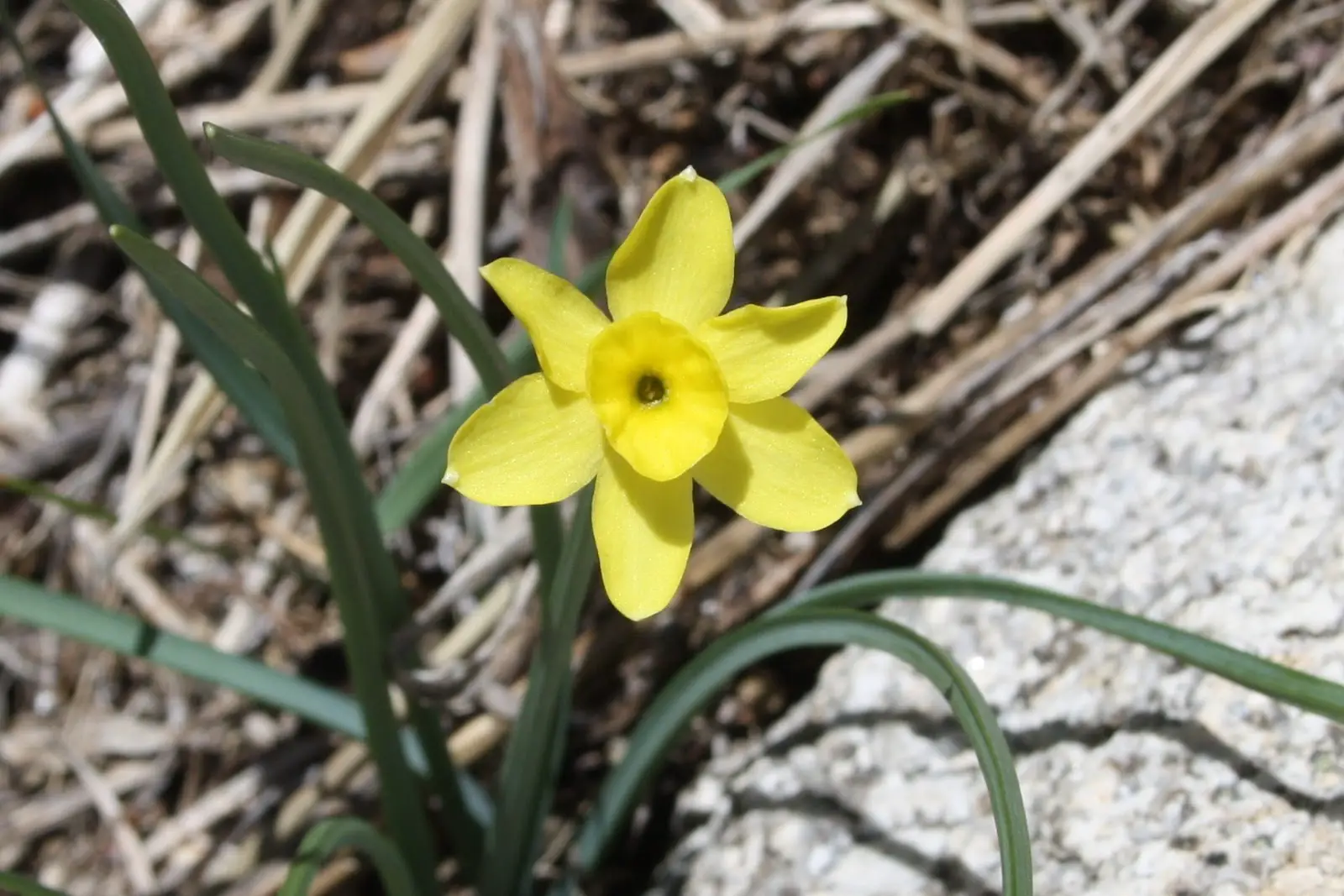 Narcissus Rupicola