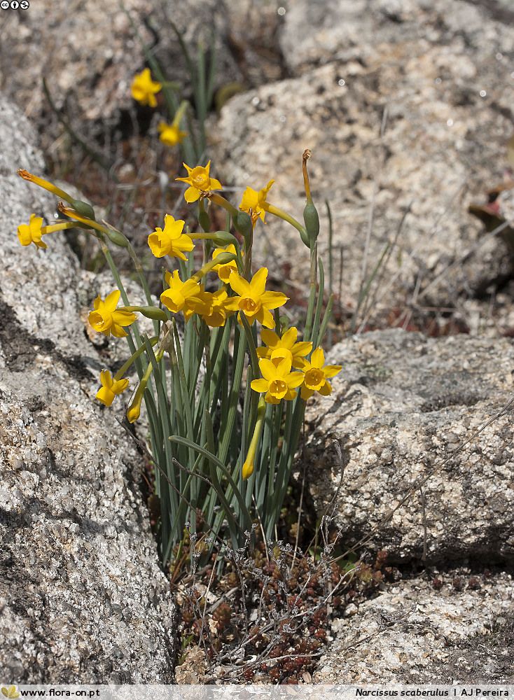 Narcissus Scaberulus