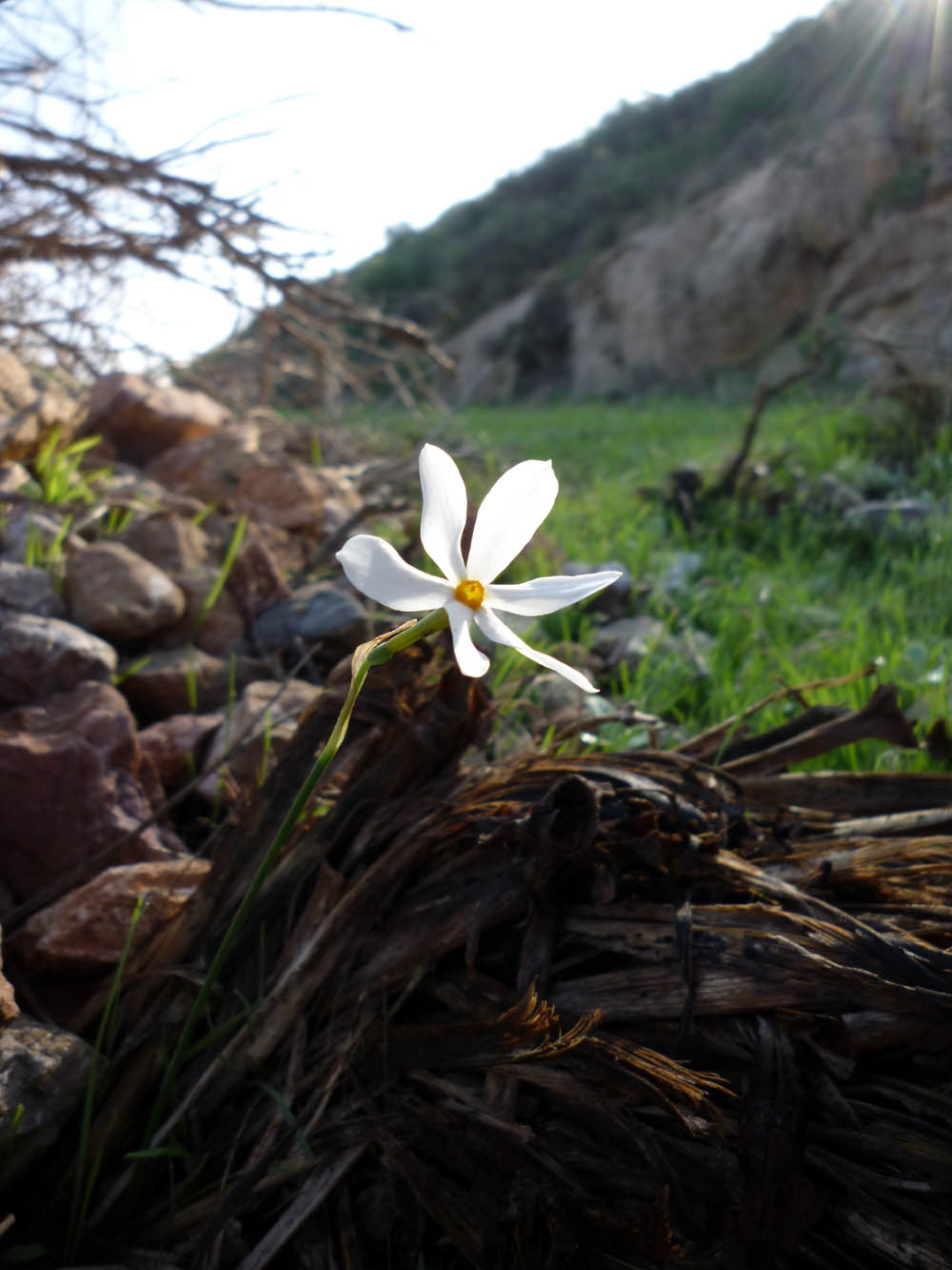 Narcissus Serotinus