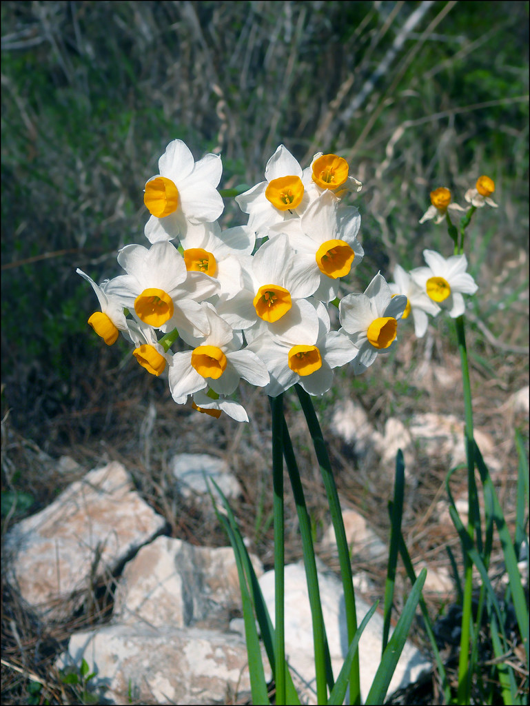 Narcissus Tazetta