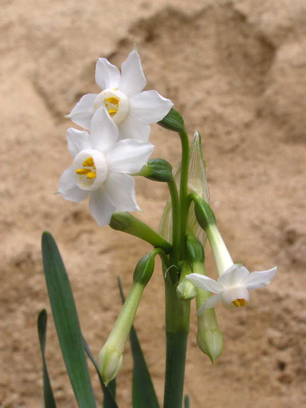 Narcissus Tortifolius
