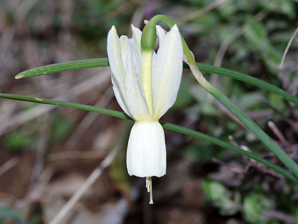 Narcissus Triandrus