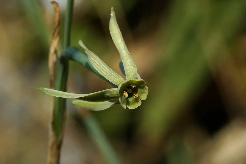 Narcissus Viridiflorus