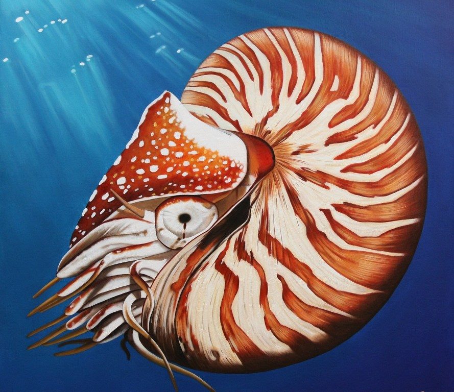 Nautilus