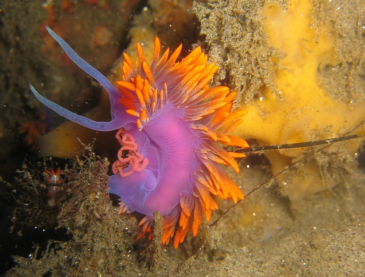 Nudibrânquios