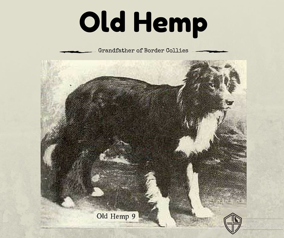 Old Hemp