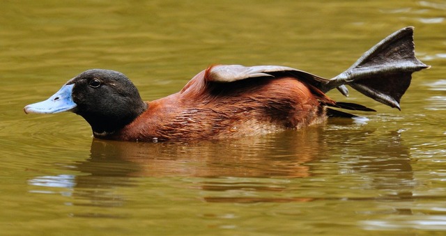 Oxyura Vittata