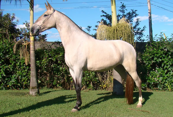 Raça de Cavalo Campolina: Características, História e Fotos | Mundo ...