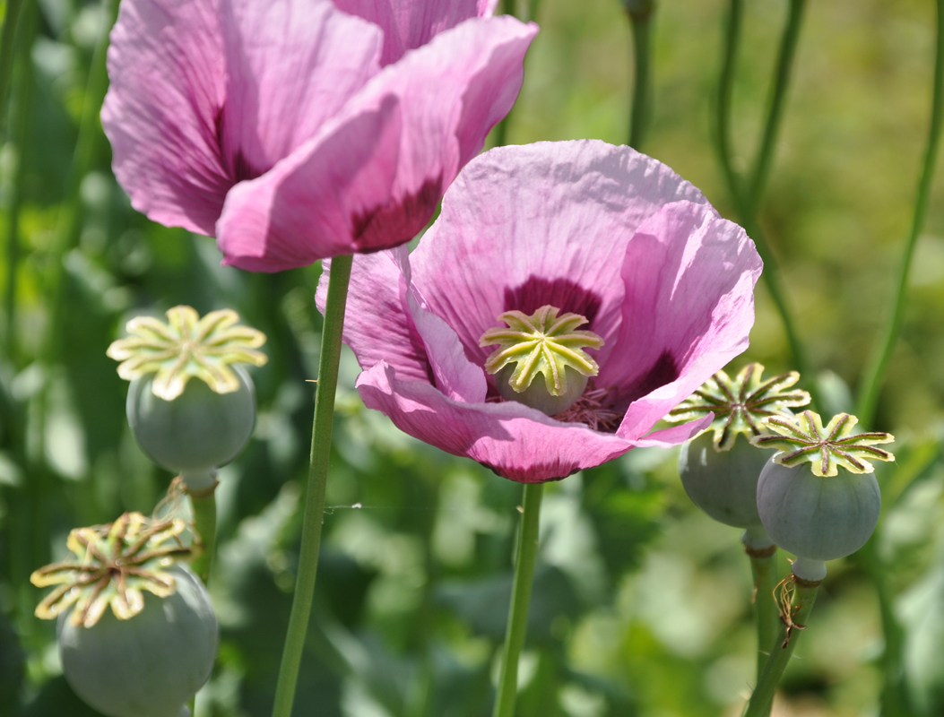 Papaver Somniferum