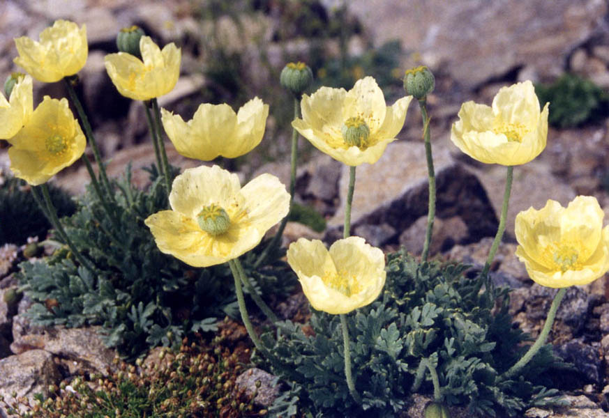 Papoila Islandesa Como Cultivar