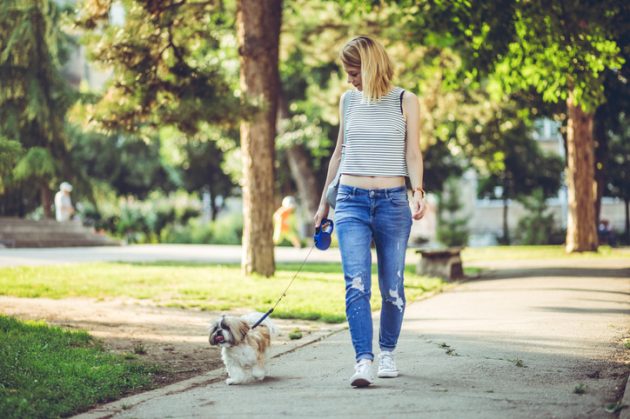 Passear Com Cachorro ao Meio Dia