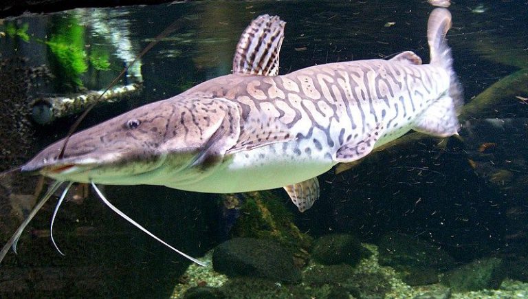 Peixe Pintado