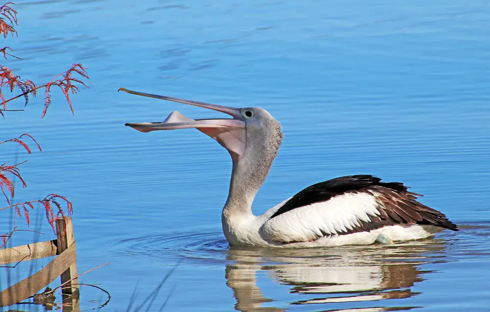 Pelicano comendo