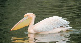 Pelicano no Lago