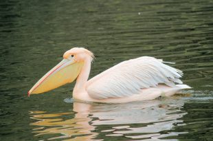 Pelicano no Lago