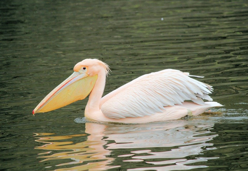 Pelicano no Lago