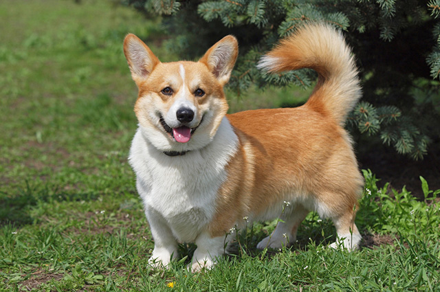 Pembroke Welsh Corgi