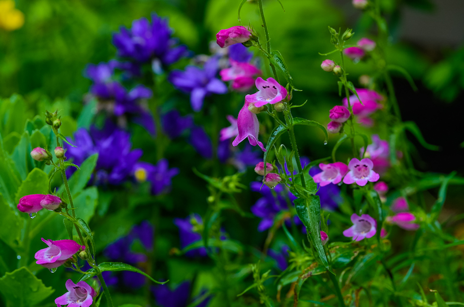 Pentstemon Rosa e Azul