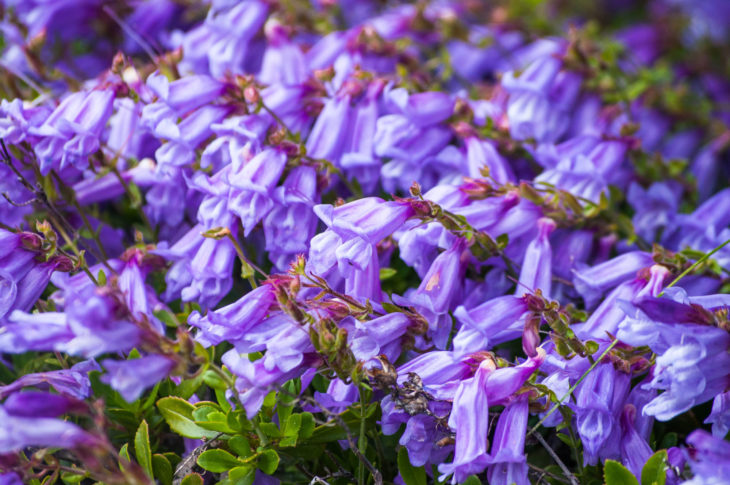 Pentstemon Roxa