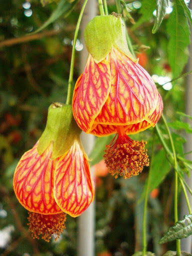 Planta Flor Lanterna Chinesa 