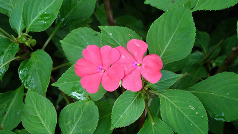 Planta Maria-Sem-Vergonha