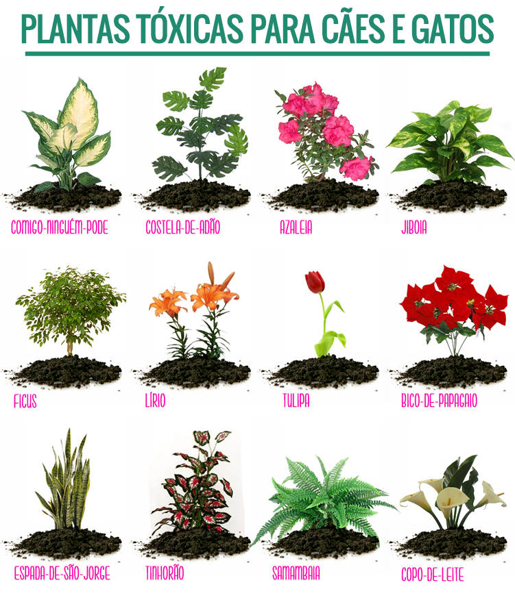 Plantas Tóxicas Para Cães e Gatos 