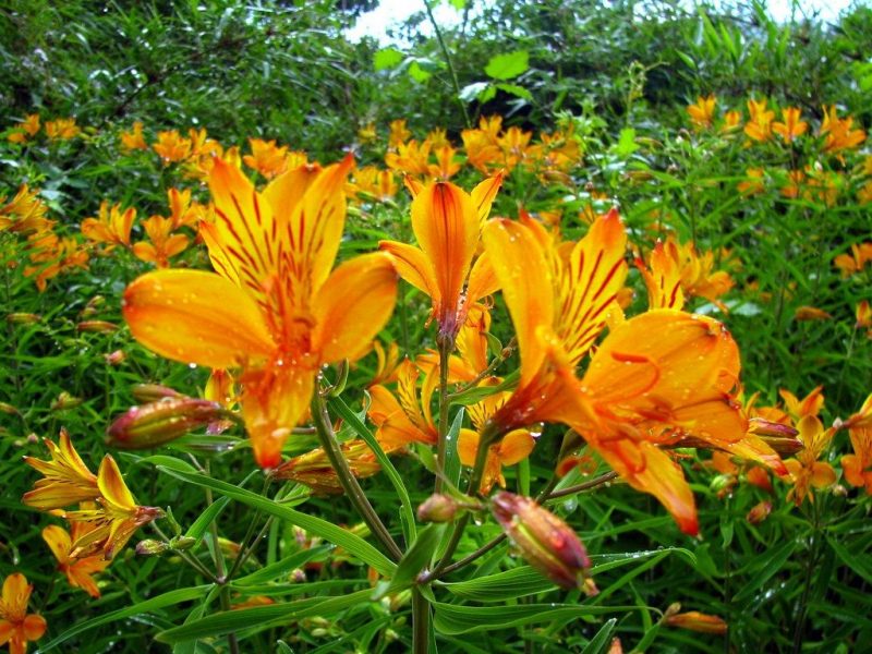 Plantação Da Astromelia