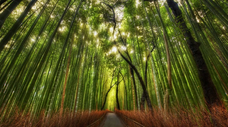 Plantação de Bambu
