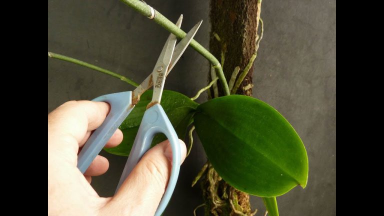 Podar Haste de Phalaenopsis