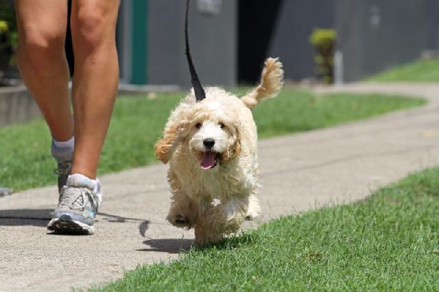 Poodle Passeando Com o Dono no Verão 