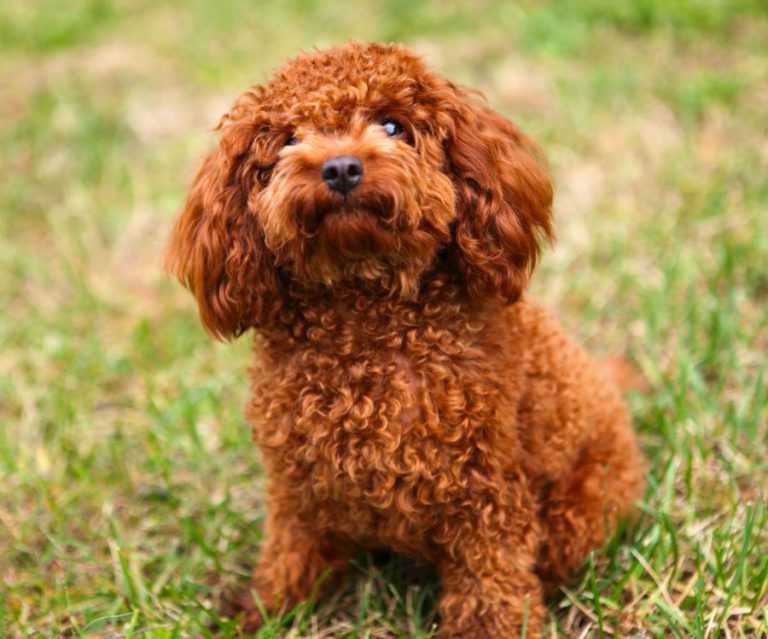 Poodle Preço, Valor para Comprar e Fotos Mundo Ecologia