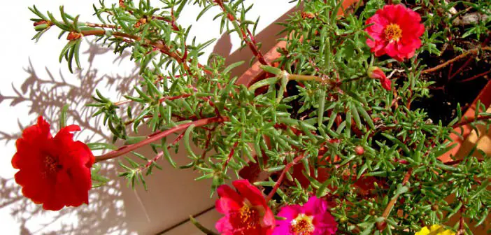 Portulaca Grandiflora Hook