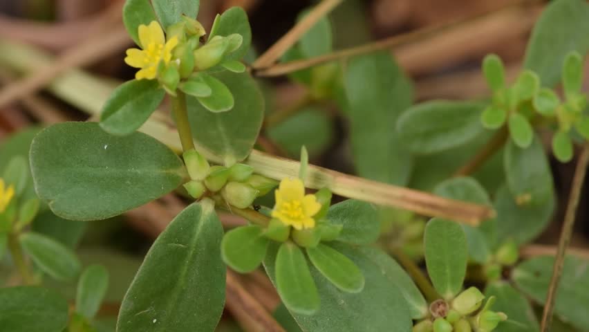 Portulaca oleracea L