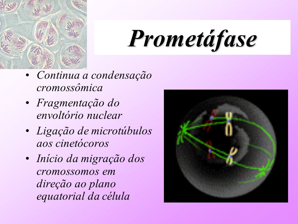 Prometáfase 