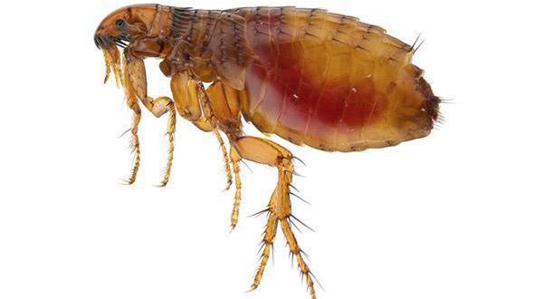 História da Pulga e Origem do Animal | Mundo Ecologia