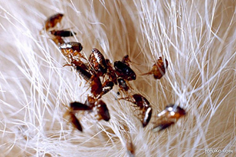 Espécies de Pulgas: Lista com Tipos- Nomes e Fotos | Mundo Ecologia