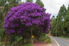 Flores Que Começam Com a Letra Q: Nome E Características
