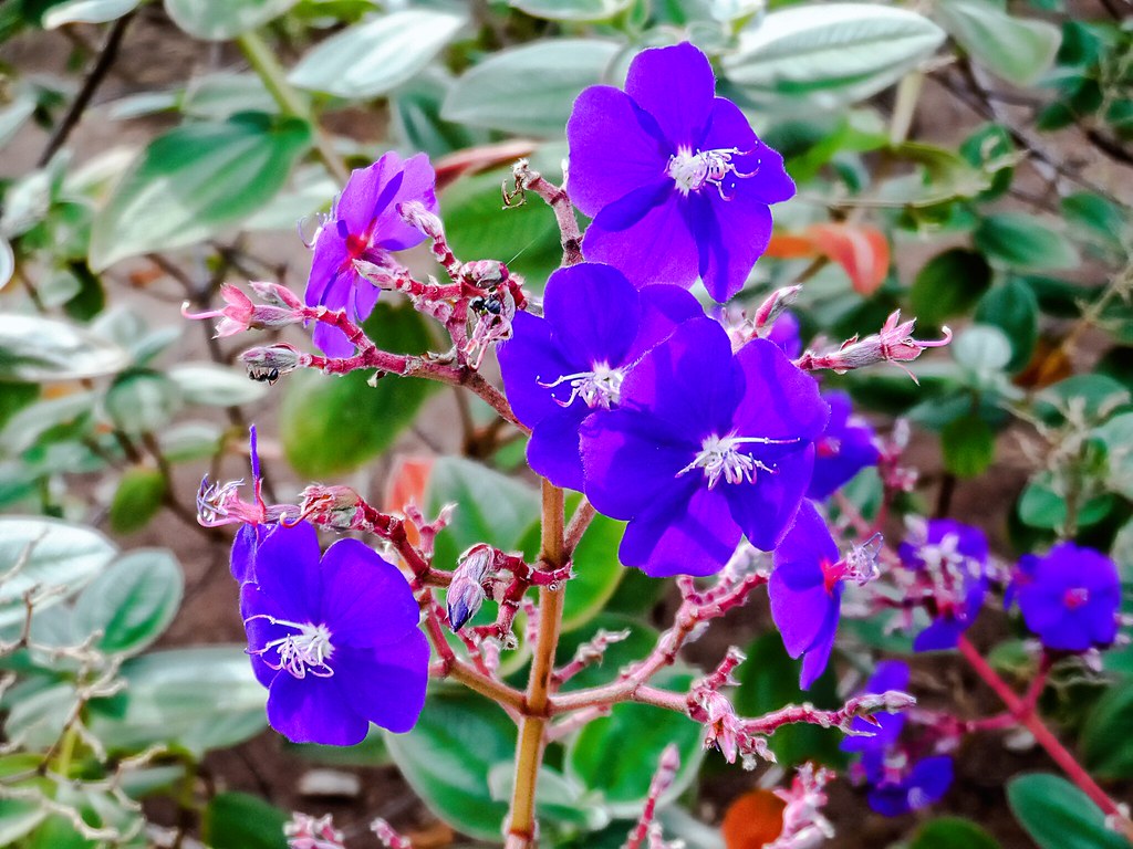 Quaresmeira Azul 