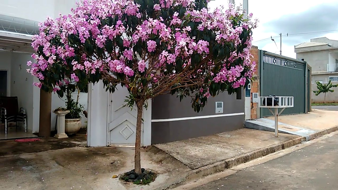 Quaresmeira Rosa 