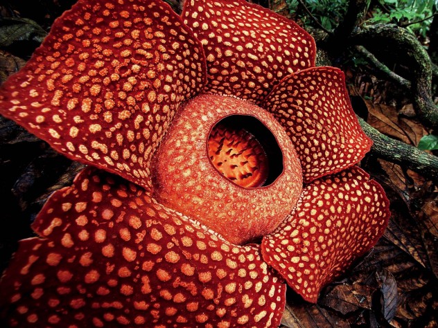 Rafflesia Arnoldii