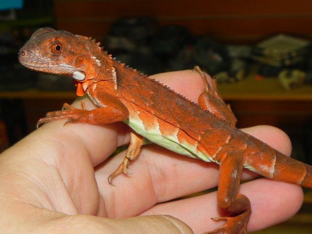 Red Iguana Filhote