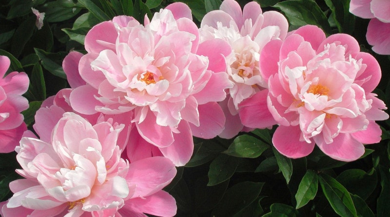 Regar a Flor Peonia