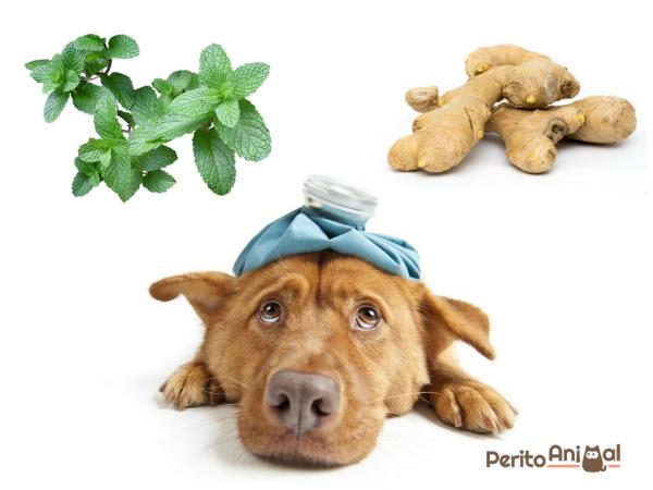 Remédio Caseiro Para o Cão