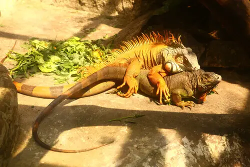 Reprodução de Iguana 