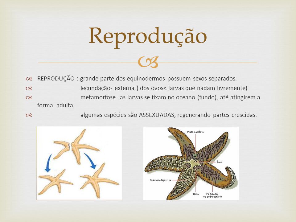 Reprodução dos Equinodermos