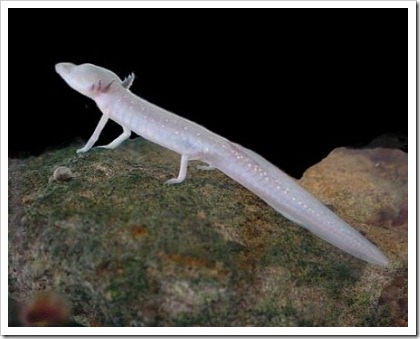 Salamandra-Cega-do-Texas: Características, Habitat e Fotos